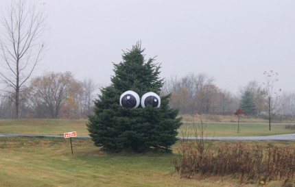 Giant Eyeballs in a Tree