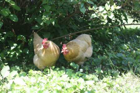 chicken-proof-garden