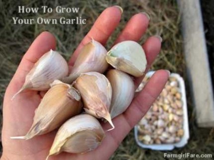 how-to-grow-your-own-garlic