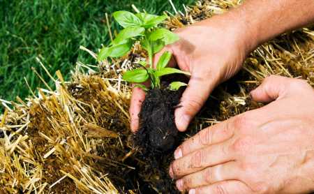 straw-bale-garden