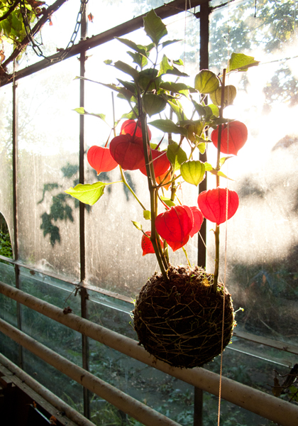 String Gardens