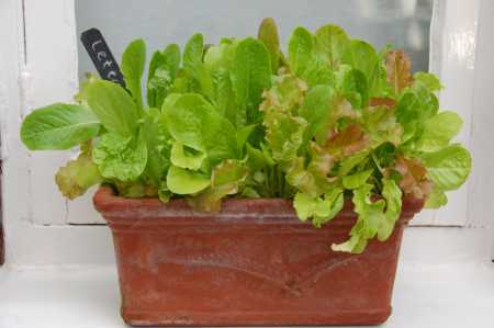 window-sill-salad-garden