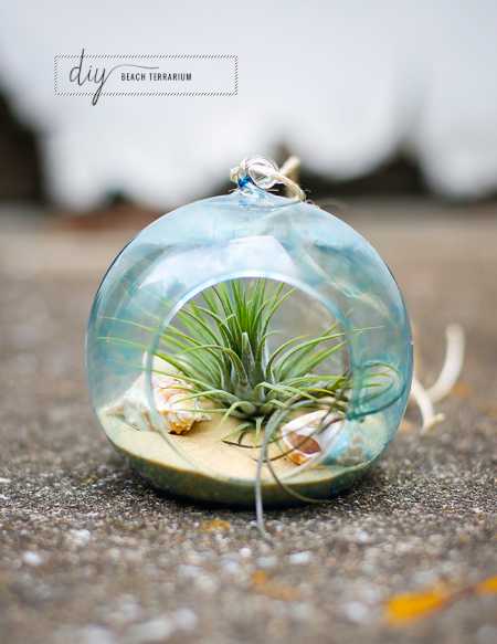 beach-terrarium