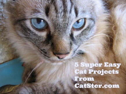 super-easy-cat-projects