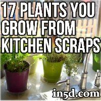 kitchen-scraps-toplants