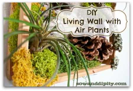 DIY-living-wall-with-air-plants1