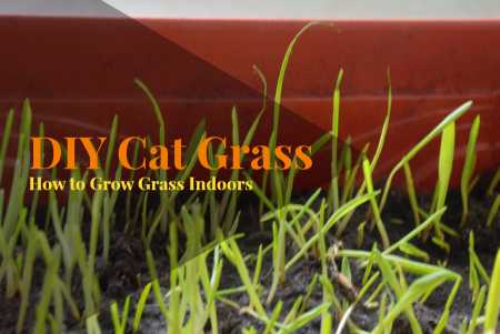 DIY_Cat_Grassjpg