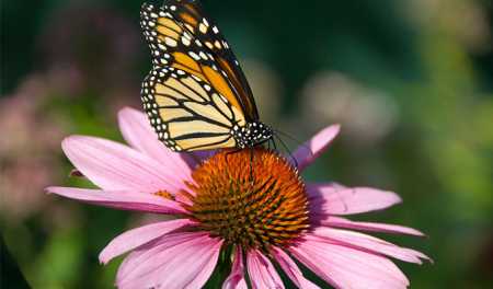 butterfly-garden