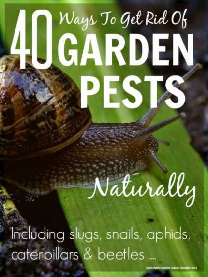 GetRidOfGardenPestsNaturally4