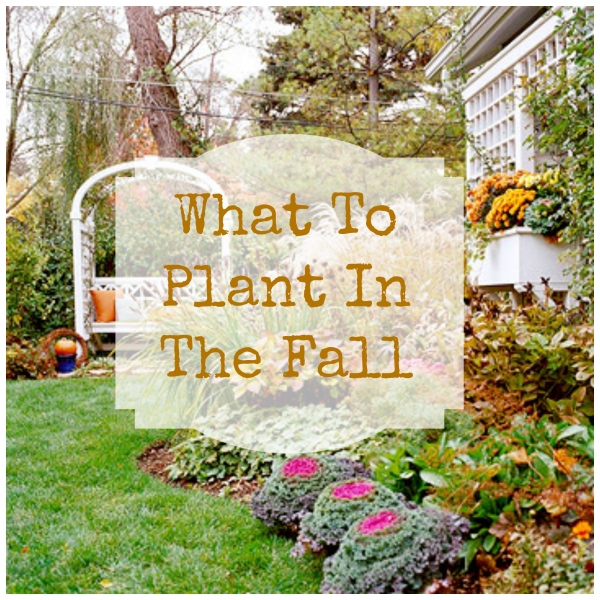 fallplanting