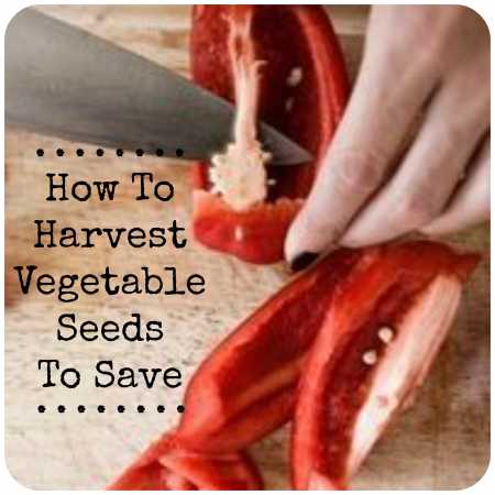 vegetableseeds