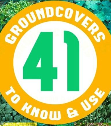 groundcover