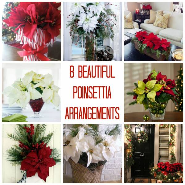 poinsettia