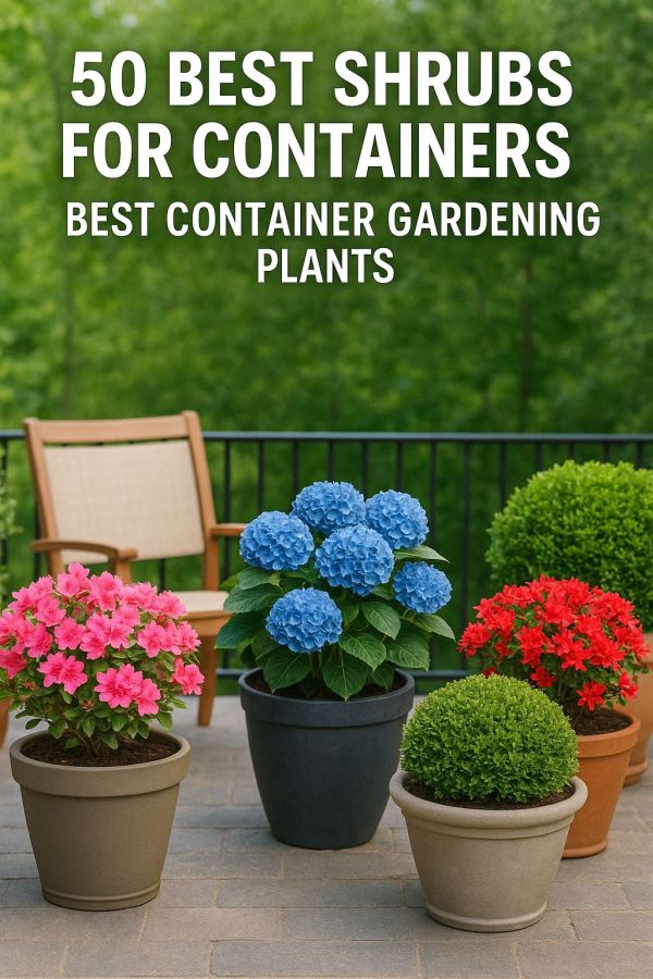 the-best-container-shrubs-small-garden-balcony