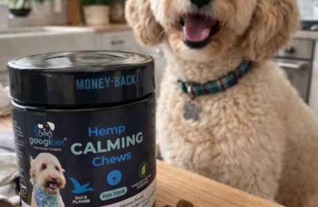 My Dog has more anxiety than me